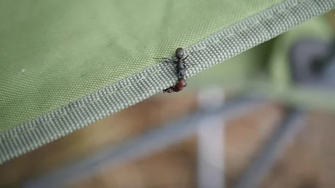 Two large ants fighting Stock Footage 165752185