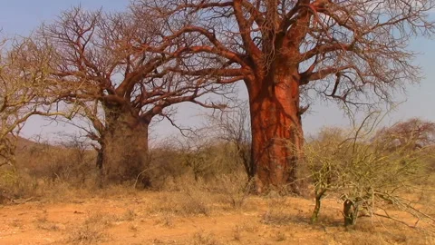 Two large baobabs in a hot savannah in Africa in Kenya Stock Footage 106053501