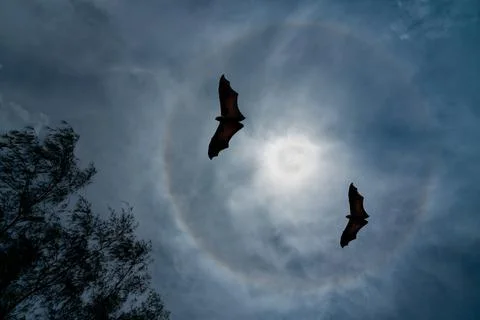 Two Large bats flying in the night under a bright full moon with visible auro Stock Photos