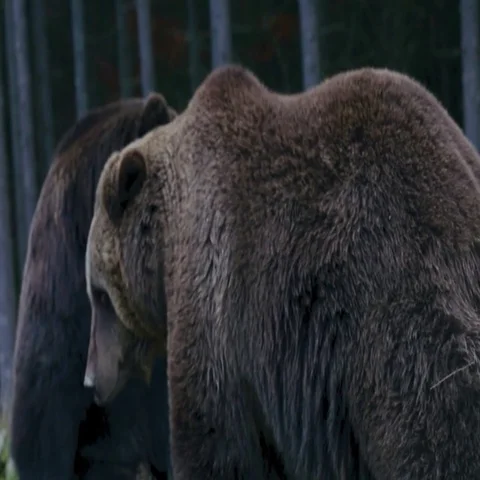 Two large bear walking in the woods Stock Footage 69419346