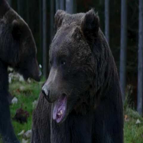 Two large bear walking in the woods Stock Footage 69421780