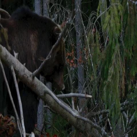 Two large bear walking in the woods Stock Footage 69426203