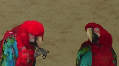 Two large beautiful colorful macaws parrots sitting on a branch. Stock Footage 249180573