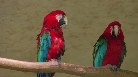 Two large beautiful colorful macaws parrots sitting on a branch 4K. 库存影片 249182783