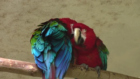 Two large beautiful colorful macaws parrots sitting on a branch 4K. 库存影片 249184216