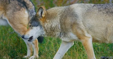 Two large beautiful male wolves in a pack in the forest Stock Footage 80440416