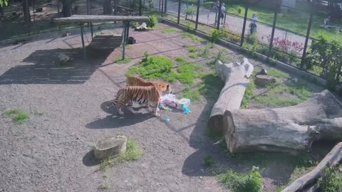 Two large, beautiful tigers are exploring Piñata with interest Stock Footage 154998561