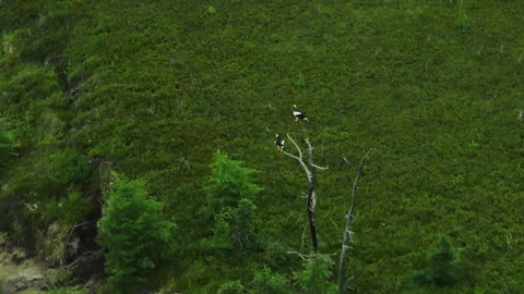 Two large birds sit on a gray branch against a background of green grass. Stock Footage 228674220