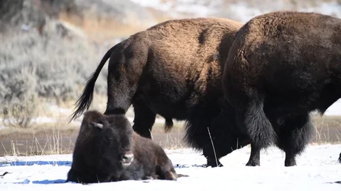 Two large bison bulls fighting during rut Stock Footage 121329604