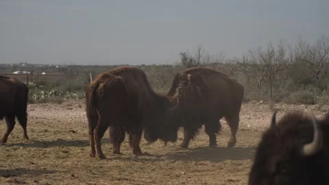 Two large bison fight in a field Stock Footage 309266157