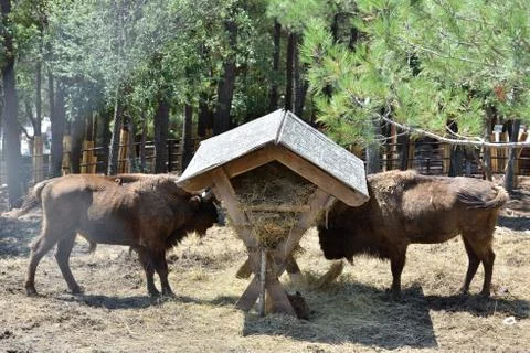 Two large bisons eat from the trough at the zoo Stock-Fotos