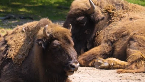Two large Bisons relaxing Stock Footage 260383719