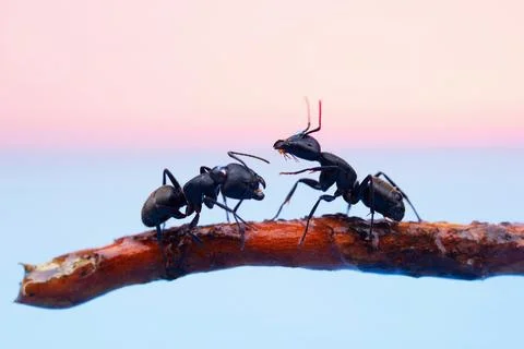 Two large black ants with open jaws Stock Photos