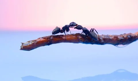 Two large black ants with open jaws Stock Photos