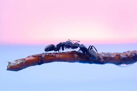 Two large black ants with open jaws Stock Photos