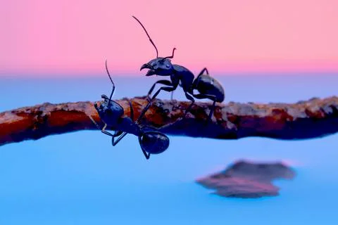 Two large black ants with open jaws Stock Photos
