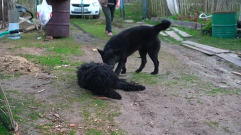 Two large black dogs playing in the fresh air, jump and roll in the sawdust Stock Footage 136497682