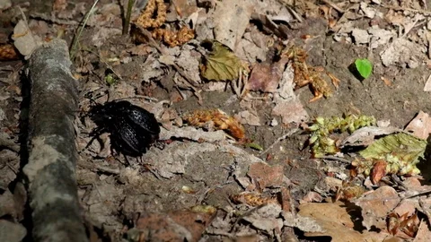 Two large black forest beetles during the breeding season Stock Footage 91144246