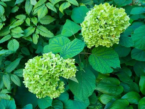 Two large blooming green hydrangea flowers on the background of their green.. Stock Photos