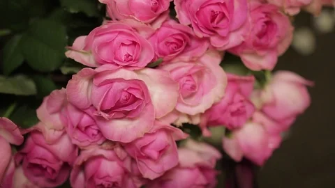 Two large bouquets of bright pink roses with green buds and leaves, close-up 스톡 동영상 70169596