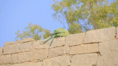 Two large bright green parrots in the wild against a blue sky mate Stock Footage 121000484
