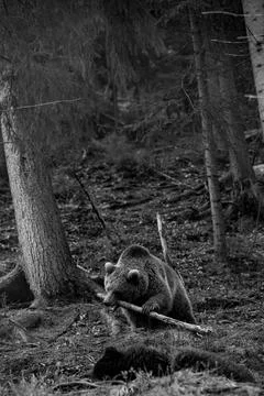Two large brown bears rest in the forest, residents of the Ukrainian Carpathi Foto stock