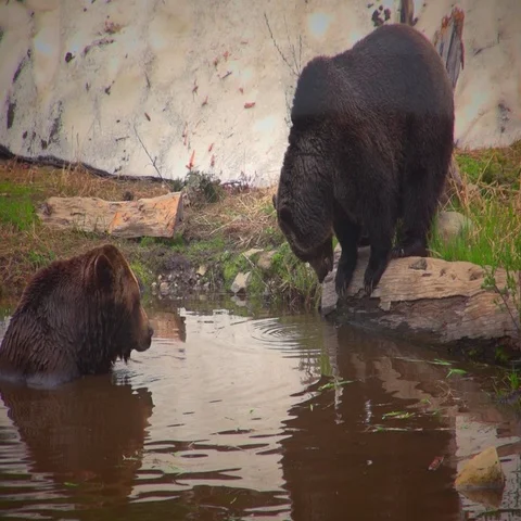 Two large, brown,  grizzly bears looking at each other at the water's edge. Stock Footage 69721017
