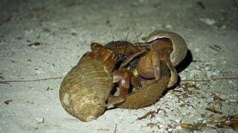 Two large brown hermit crabs eat old coconut Stock Footage 107890931
