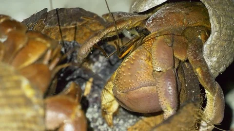 Two large brown hermit crabs eat old coconut Stock Footage 107891162