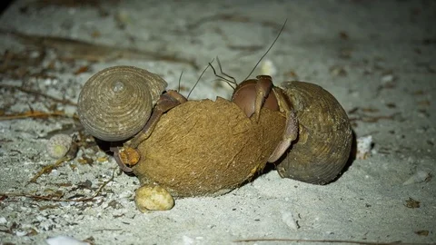 Two large brown hermit crabs eat old coconut Stock Footage 107891216