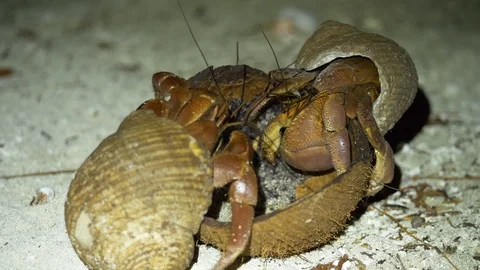 Two large brown hermit crabs eat old coconut Stock Footage 107891258