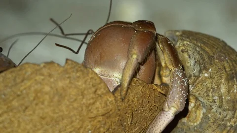 Two large brown hermit crabs eat old coconut Stock Footage 107891281