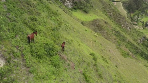Two large brown horses from which one is walking down a steep hill Stock Footage 142755302