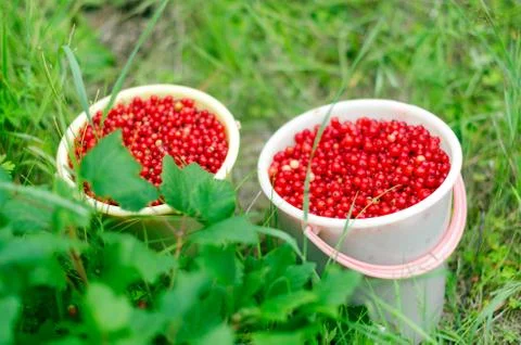Two large buckets full of red berries of wild red currants stand after harves Stock-Fotos