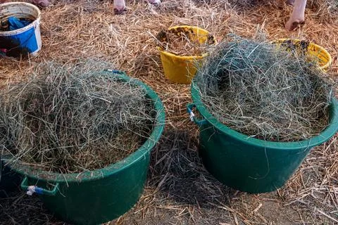 Two large buckets sit in a barn, one green and one yellow, filled with fres.. Stock Photos