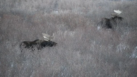 Two Large Bull Moose Grazing Stock Footage 120103487