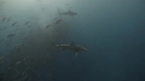 Two large Bull Sharks hunt among spawning fish before swimming towards camera Vidéo 161362766