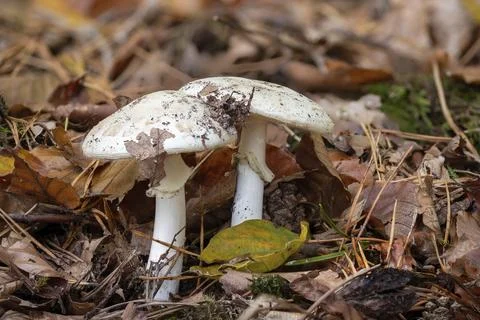 Two large button mushrooms on the forest floor with autumn leaves Stock Photos