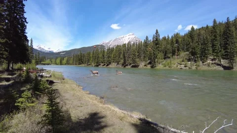 Two large caribou crossing Bow River in Banff, Alberta, Canada. Stock Footage 156626828