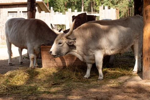Two large cattle feed on hay in a rustic, shady wooden paddock. Stock Photos