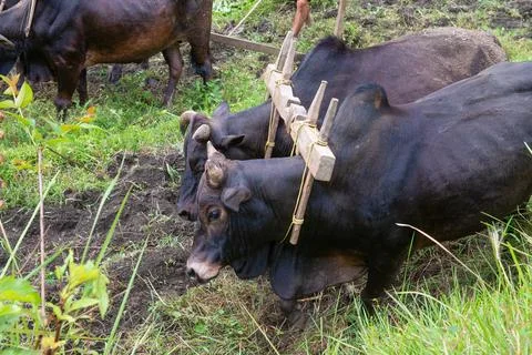 Two large cattle together working the fields in Nepal Фото