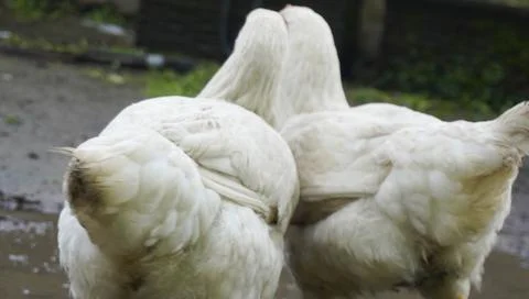Two large chickens Stock Photos