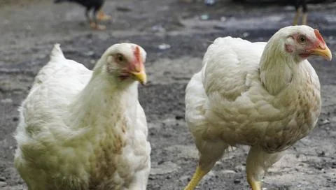 Two large chickens Stock Photos