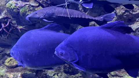 Two large cobalt blue fish swimming with a black catfish Stock Footage 313293208
