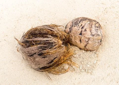 Two large coconuts of dry brown in sunlight against a background of sand Foto stock