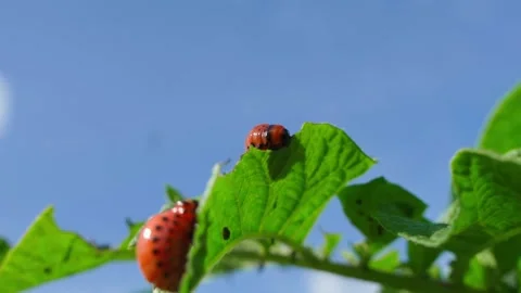 Two large Colorado potato beetle larvae on a potato leaf, close-up against the Stock Footage 313052190