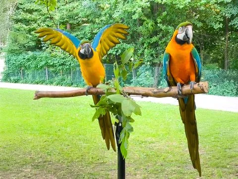 Two large, colorful macaws perched on a horizontal branch stand Stock Photos