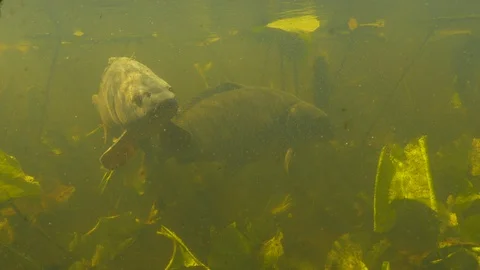 Two large common carp in waterlilly landscape, P2090106 Video stock 129213952