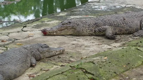 Two large crocodiles lying on a concrete bank next to a pond. Stock Footage 326771897