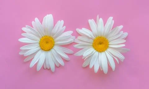 Two large daisies on a pink background. Daisies close up Foto stock